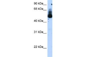 WB Suggested Anti-TRIM21 Antibody Titration:  1. (TRIM21 Antikörper  (N-Term))