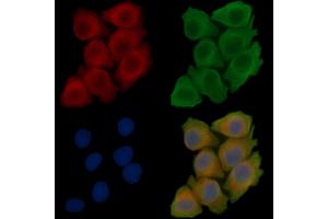 ABIN7096970 and ABIN7101037 staining Hela cells(45 min of heat-shock treatment) by IF/ICC.