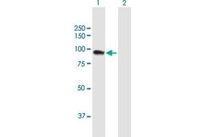 Western Blot analysis of SH3KBP1 expression in transfected 293T cell line by SH3KBP1 MaxPab polyclonal antibody. (SH3KBP1 Antikörper  (AA 1-665))