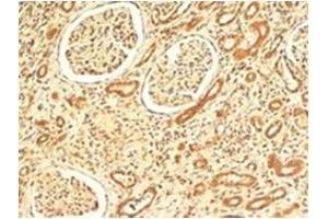 AP31712PU-N VPS41 antibody staining of paraffin embedded Human Kidney at 4 µg/ml.