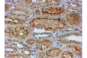 ABIN4902585 (4µg/ml) staining of paraffin embedded Human Kidney. (COL4a3 Antikörper)
