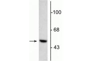 Western blot of 5 µg of bovine adrenal medulla lysate showing specific immunolabeling of the ~55 kDa DOPA decarboxylase protein. (DDC Antikörper  (N-Term))