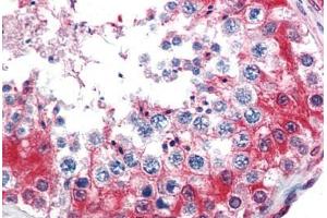 Human Testis (formalin-fixed, paraffin-embedded) stained with GAPDH antibody ABIN337259 at 5 ug/ml followed by biotinylated goat anti-rabbit IgG secondary antibody ABIN481713, alkaline phosphatase-streptavidin and chromogen. (GAPDH Antikörper  (AA 73-87))