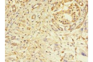Immunohistochemistry of paraffin-embedded human pancreatic tissue using ABIN7162515 at dilution of 1:100 (PILRA Antikörper  (AA 22-226))