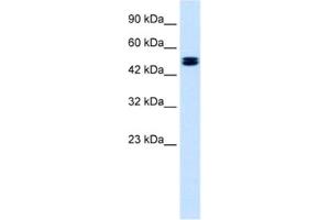 Western Blotting (WB) image for anti-Chloride Channel, Voltage-Sensitive 6 (CLCN6) antibody (ABIN2461129) (CLCN6 Antikörper)