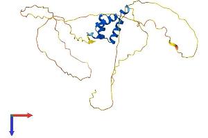 DLX5 Protein (AA 1-289) (His tag)