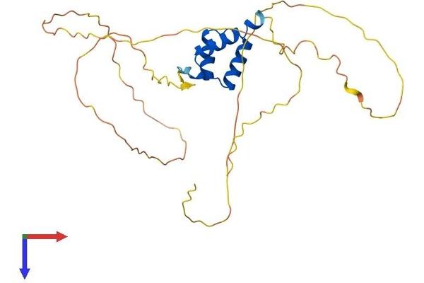 DLX5 Protein (AA 1-289) (His tag)