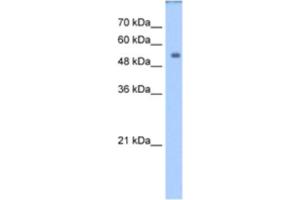 Western Blotting (WB) image for anti-Dihydropyrimidinase (DPYS) antibody (ABIN2462415) (DPYS Antikörper)