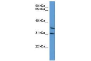 Image no. 1 for anti-Mitogen-Activated Protein Kinase-Activated Protein Kinase 3 (MAPKAPK3) (C-Term) antibody (ABIN6746802) (MAPKAP Kinase 3 Antikörper  (C-Term))