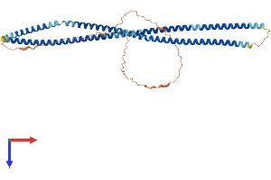 BFSP2 Protein (AA 1-416) (His tag)