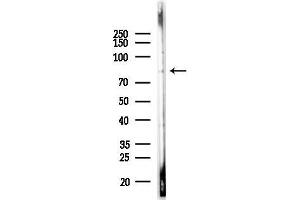 anti-Nucleoporin 88kDa (NUP88) (Internal Region) antibody