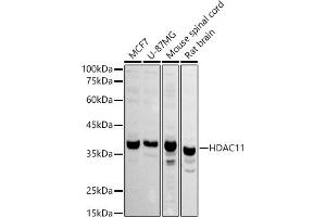 Western blot analysis of extracts of various cell lines, using HD antibody (ABIN6128008, ABIN6141659, ABIN6141660 and ABIN6221742) at 1:1000 dilution. (HDAC11 Antikörper  (AA 270-347))