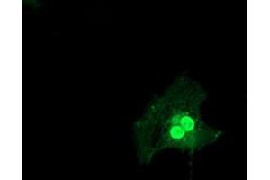Anti-LSM1 mouse monoclonal antibody (ABIN2454738) immunofluorescent staining of COS7 cells transiently transfected by pCMV6-ENTRY LSM1 (RC200288). (LSM1 Antikörper)