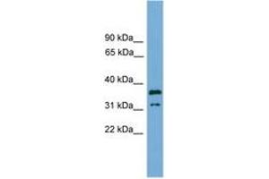 Image no. 1 for anti-Potassium Channel Tetramerisation Domain Containing 21 (KCTD21) (AA 143-192) antibody (ABIN6745065) (KCTD21 Antikörper  (AA 143-192))