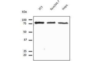 Anti-beta. (Calnexin Antikörper  (C-Term))