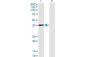 Western Blot analysis of HHEX expression in transfected 293T cell line by HHEX monoclonal antibody (M02), clone 1A5.