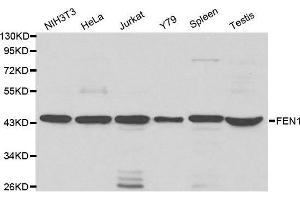 Western blot analysis of extracts of various cell lines, using FEN1 antibody. (FEN1 Antikörper  (AA 50-380))