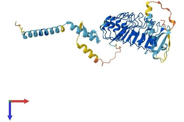 LRRC2 Protein (AA 1-371) (His tag)