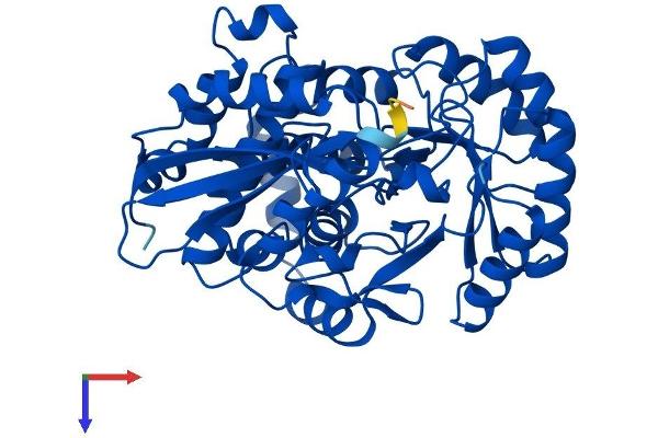 ENOSF1 Protein (AA 1-443) (His tag)