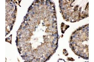 IHC testing of FFPE mouse testis with IDH1 antibody.