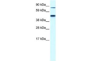 EPB42 antibody used at 0. (EPB42 Antikörper  (Middle Region))