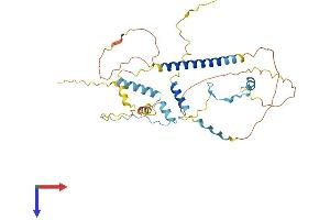 FAM54A Protein (AA 1-361) (His tag)