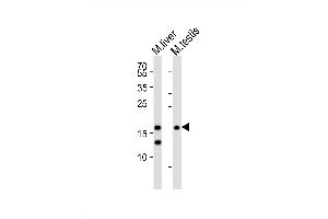 Western blot analysis of lysates from mouse liver, mouse testis tissue (from left to right), using (Mouse) Dppa3 Antibody (C-term) (ABIN6242289 and ABIN6577718). (DPPA3 Antikörper  (C-Term))