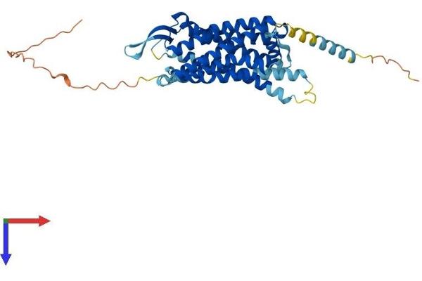NPY2R Protein (AA 1-381) (His tag)