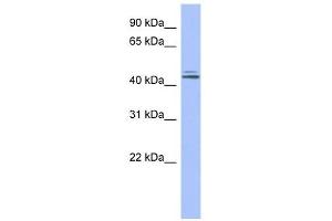 ORC4L antibody used at 1 ug/ml to detect target protein.