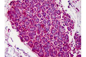 Anti-CAPN1 / Calpain 1 antibody IHC of human breast. (CAPN1 Antikörper)