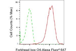 Flow cytometric analysis of Forkhead box O4 expression in HeLa cells using Forkhead box O4 antibody (ABIN7798649), 1:2,000). (Rekombinanter FOXO4 Antikörper)