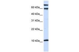 Image no. 1 for anti-Galanin (GAL) (AA 36-85) antibody (ABIN6741496) (Galanin Antikörper  (AA 36-85))