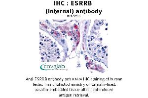 Image no. 1 for anti-Estrogen-Related Receptor beta (ESRRB) (Internal Region) antibody (ABIN1734151) (ESRRB Antikörper  (Internal Region))
