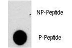 Dot blot analysis of phospho-NFATC2 antibody.