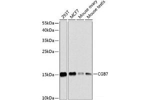 Western blot analysis of extracts of various cell lines using CGB7 Polyclonal Antibody at dilution of 1:1000. (CGB7 Antikörper)