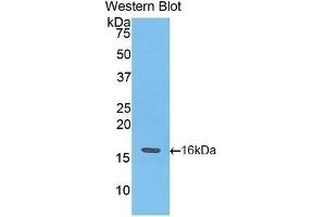 Western Blotting (WB) image for anti-Fast Skeletal Troponin T3a (TNNT3A) (AA 147-269) antibody (ABIN1176067) (TNNT3A Antikörper  (AA 147-269))