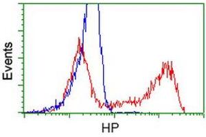 HEK293T cells transfected with either RC223612 overexpress plasmid (Red) or empty vector control plasmid (Blue) were immunostained by anti-HP antibody (ABIN2453135), and then analyzed by flow cytometry. (Haptoglobin Antikörper)