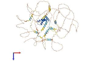 BBX Protein (AA 1-941) (His tag)