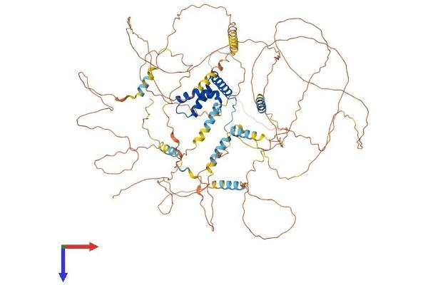 BBX Protein (AA 1-941) (His tag)