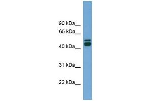 WB Suggested Anti-CALR Antibody Titration: 0. (Calreticulin Antikörper  (Middle Region))