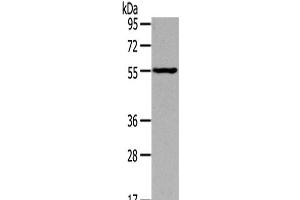 Western Blot analysis of Mouse muscle tissue using THRA Polyclonal Antibody at dilution of 1/400 (THRA Antikörper)