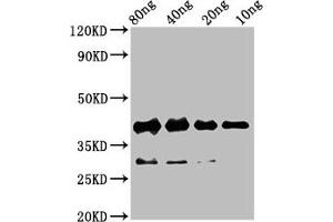 Western Blot Positive WB detected in Recombinant protein All lanes: rbm24 antibody at 4. (RBM24 Antikörper  (AA 2-78))
