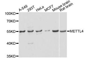 Western blot analysis of extracts of various cell lines, using METTL4 antibody. (METTL4 Antikörper  (AA 1-190))