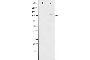 Western blot analysis of NF-κB p100 phosphorylation expression in EGF treated RAW264. (NFKB2 Antikörper  (pSer872))