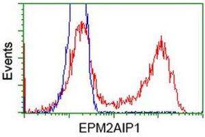HEK293T cells transfected with either RC209239 overexpress plasmid (Red) or empty vector control plasmid (Blue) were immunostained by anti-EPM2AIP1 antibody (ABIN2452994), and then analyzed by flow cytometry. (EPM2AIP1 Antikörper)