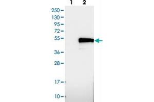 Western blot analysis of Lane 1: Negative control (vector only transfected HEK293T lysate), Lane 2: Over-expression Lysate (Co-expressed with a C-terminal myc-DDK tag (~3. (TMEM143 Antikörper)