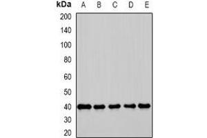 Western blot analysis of GBL expression in K562 (A), HepG2 (B), COS7 (C), mouse testis (D), mouse spleen (E) whole cell lysates. (GBL Antikörper)