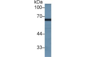 Western blot analysis of Rat Testis lysate, using Rat GAS6 Antibody (2 µg/ml) and HRP-conjugated Goat Anti-Rabbit antibody ( (MX2 Antikörper  (AA 1-300))