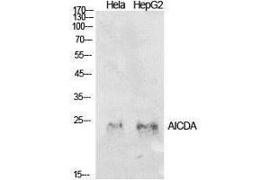 Western Blotting (WB) image for anti-Activation-Induced Cytidine Deaminase (AICDA) (Internal Region) antibody (ABIN3178912) (AICDA Antikörper  (Internal Region))