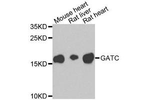 Western blot analysis of extracts of various cell lines, using GATC antibody (ABIN5995709) at 1/1000 dilution. (GATC Antikörper)